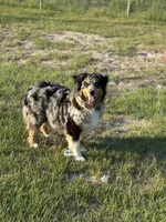 Tigger, a male Australian Shepherd for sale in Fork, SC – 5 of 6