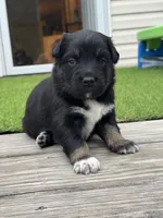 Lizzie, a female Australian Shepherd for sale in Fork, SC – 3 of 5