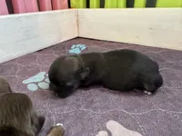 Rebel , a male Shih Tzu for sale in Fork, SC – 3 of 7