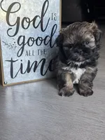 Rebel , a male Shih Tzu for sale in Fork, SC – 2 of 5