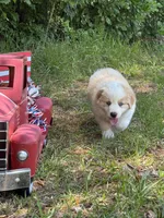 Bumper, a male Australian Shepherd for sale in Fork, SC – 4 of 8