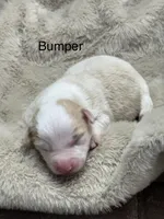 Bumper, a male Australian Shepherd for sale in Fork, SC – Photo 3 of 9