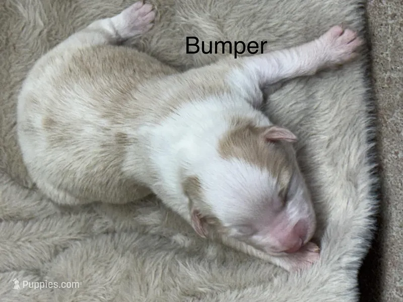 Bumper – Australian Shepherd puppy for sale in Fork, SC