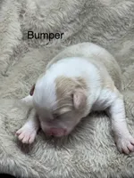 Bumper, a male Australian Shepherd for sale in Fork, SC – Photo 2 of 9
