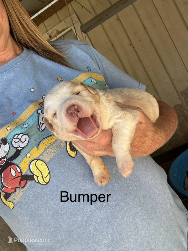 Bumper – Australian Shepherd puppy for sale in Fork, SC