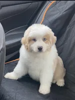 Bumper, a male Australian Shepherd for sale in Fork, SC – Photo 5 of 9