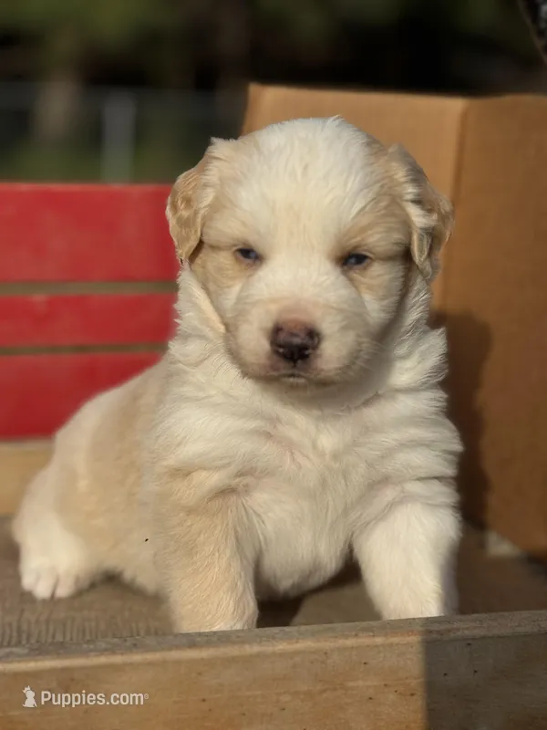 Bumper – Australian Shepherd puppy for sale in Fork, SC