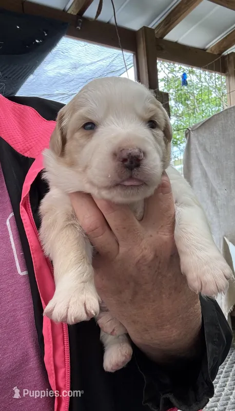 Bumper – Australian Shepherd puppy for sale in Fork, SC