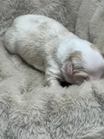 Bumper, a male Australian Shepherd for sale in Fork, SC – Photo 4 of 9