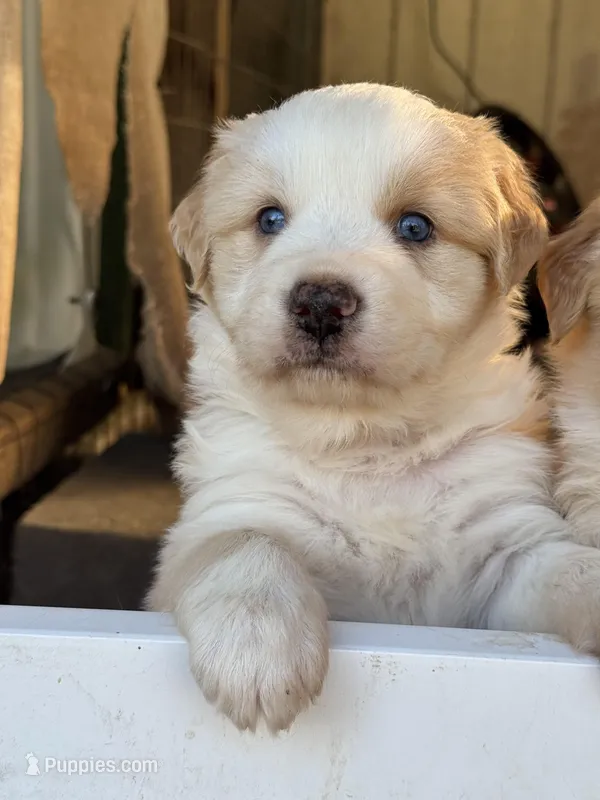 Bumper – Australian Shepherd puppy for sale in Fork, SC