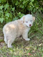 Miles, a male Australian Shepherd for sale in Fork, SC – 4 of 8