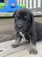 Tessa, a female Australian Shepherd for sale in Fork, SC – 3 of 5