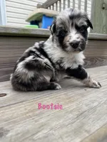 Bootsie, a female Australian Shepherd for sale in Fork, SC – 3 of 4