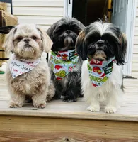 Puppies due, a  Shih Tzu for sale in Fork, SC – 4 of 4