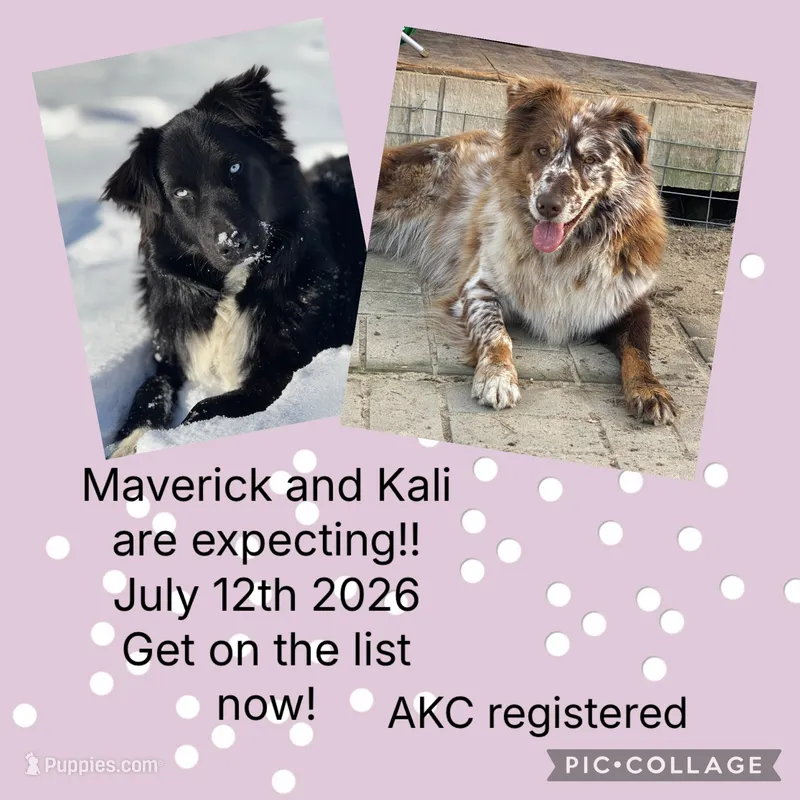 Puppies coming soon – Australian Shepherd puppy for sale in Fork, SC