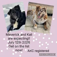 Puppies coming soon, a  Australian Shepherd for sale in Fork, SC – 1 of 1