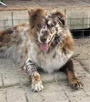 Lizzie, a female Australian Shepherd for sale in Fork, SC – 5 of 5