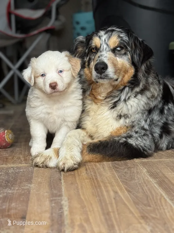 Miles – Australian Shepherd puppy for sale in Fork, SC
