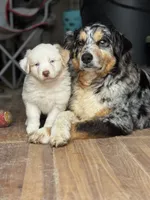 Miles, a male Australian Shepherd for sale in Fork, SC – 5 of 8