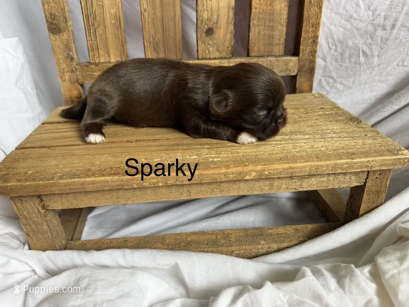 Sparky  – Shih Tzu puppy for sale in Fork, SC