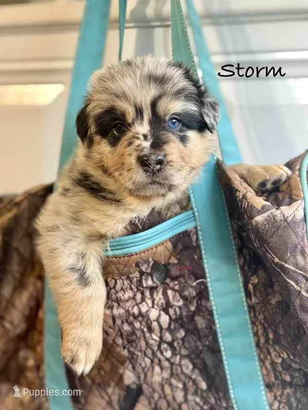 Storm  – Australian Shepherd puppy for sale in Fork, SC