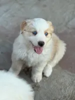 Bumper, a male Australian Shepherd for sale in Fork, SC – 6 of 8