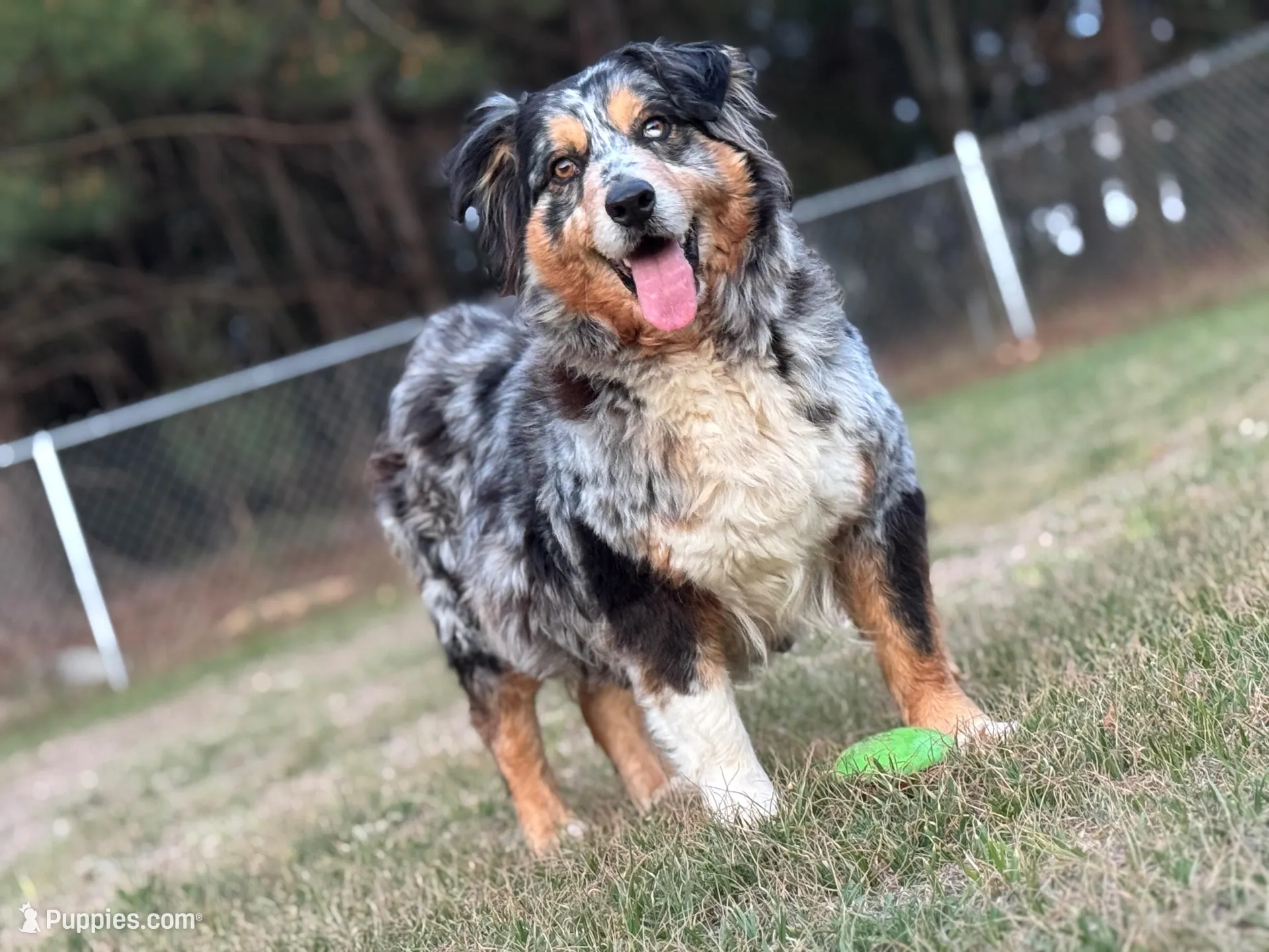 Tigger, a male Australian Shepherd for sale in Fork, SC – Photo 9 of 9