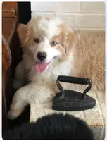 Maybelle’s puppy, a  Australian Shepherd for sale in Fork, SC – Photo 6 of 9