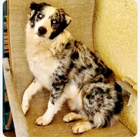 Maybelle’s puppy, a  Australian Shepherd for sale in Fork, SC – Photo 4 of 9