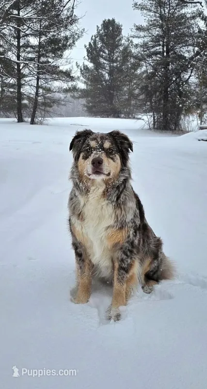Maybelle’s puppy, a  Australian Shepherd for sale in Fork, SC – Photo 1 of 9