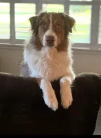 Maybelle’s puppy, a  Australian Shepherd for sale in Fork, SC – Photo 8 of 9