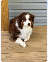 Maybelle’s puppy, a  Australian Shepherd for sale in Fork, SC – Photo 5 of 9