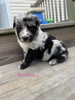 Bootsie, a female Australian Shepherd for sale in Fork, SC – 2 of 4