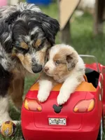 Minnie, a female Australian Shepherd for sale in Fork, SC – 1 of 4