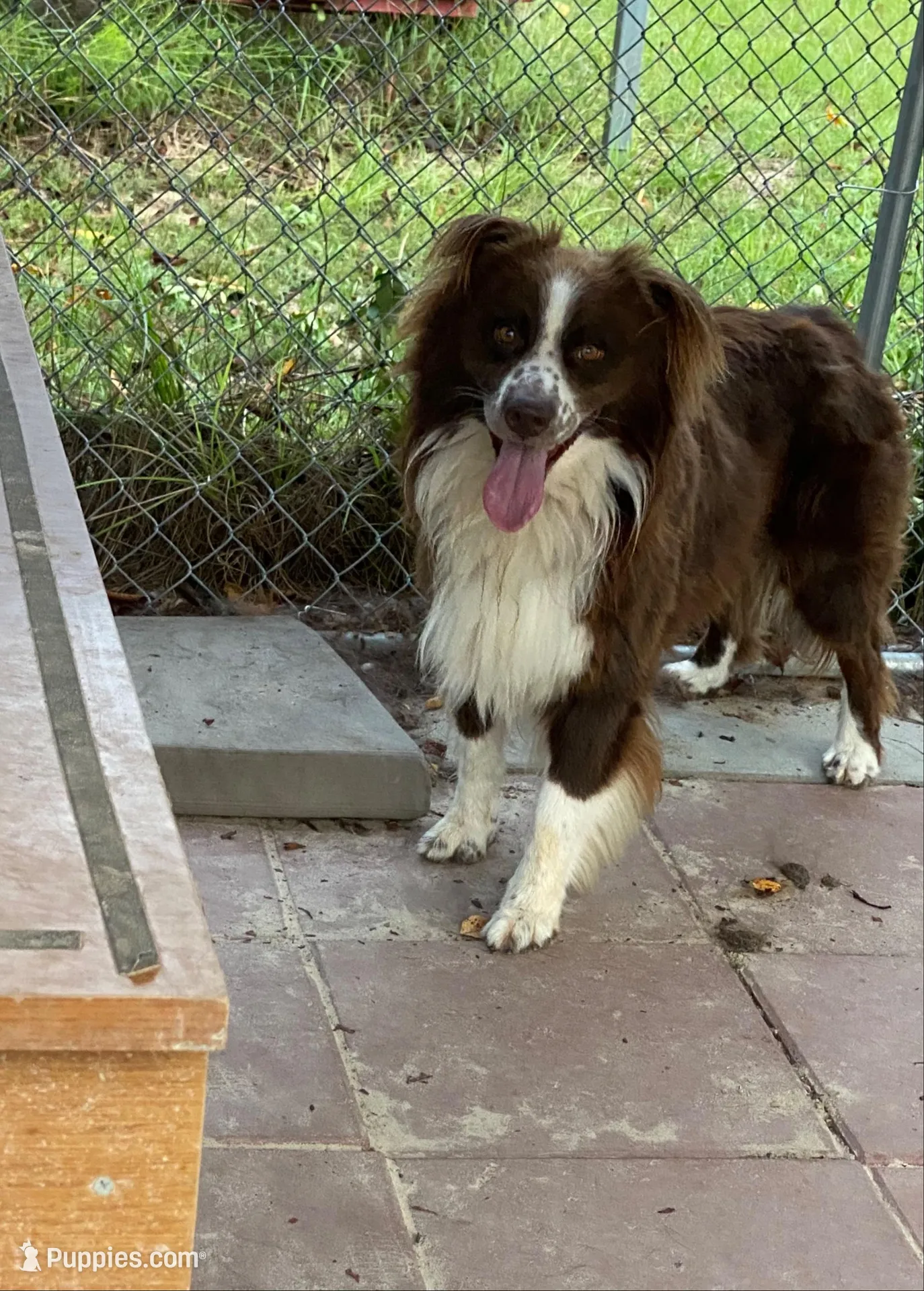 Maybelle’s puppy, a  Australian Shepherd for sale in Fork, SC – Photo 9 of 9