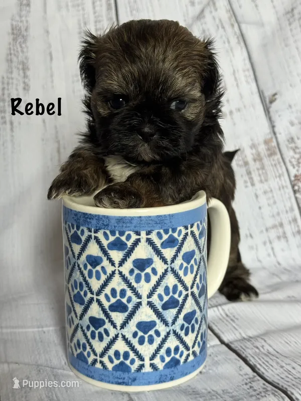Rebel  – Shih Tzu puppy for sale in Fork, SC