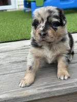 Storm , a male Australian Shepherd for sale in Fork, SC – 2 of 5