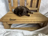 Bean, a male Shih Tzu for sale in Fork, SC – 2 of 5