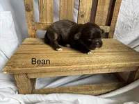 Bean, a male Shih Tzu for sale in Fork, SC – 5 of 5