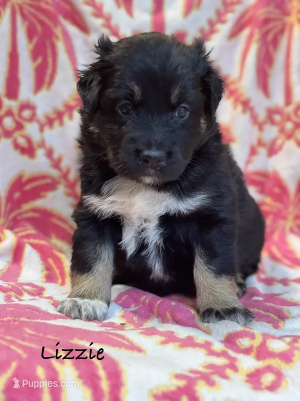 Lizzie – Australian Shepherd puppy for sale in Fork, SC