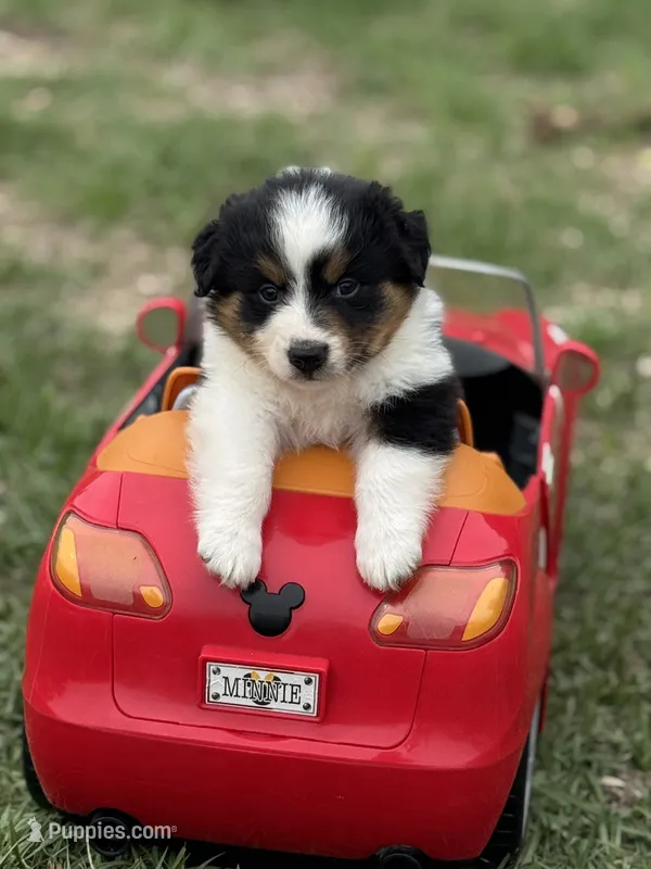 Poppy – Australian Shepherd puppy for sale in Fork, SC