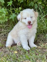 Miles, a male Australian Shepherd for sale in Fork, SC – 3 of 8
