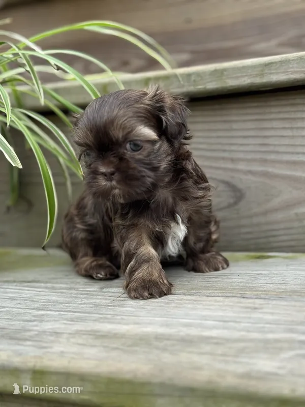 Shihtzu  – Shih Tzu puppy for sale in Fork, SC