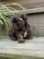 Summer, a female Shih Tzu for sale in Fork, SC – 1 of 10