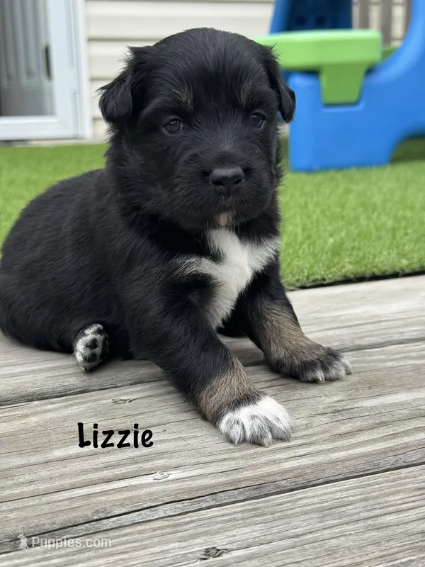 Lizzie – Australian Shepherd puppy for sale in Fork, SC