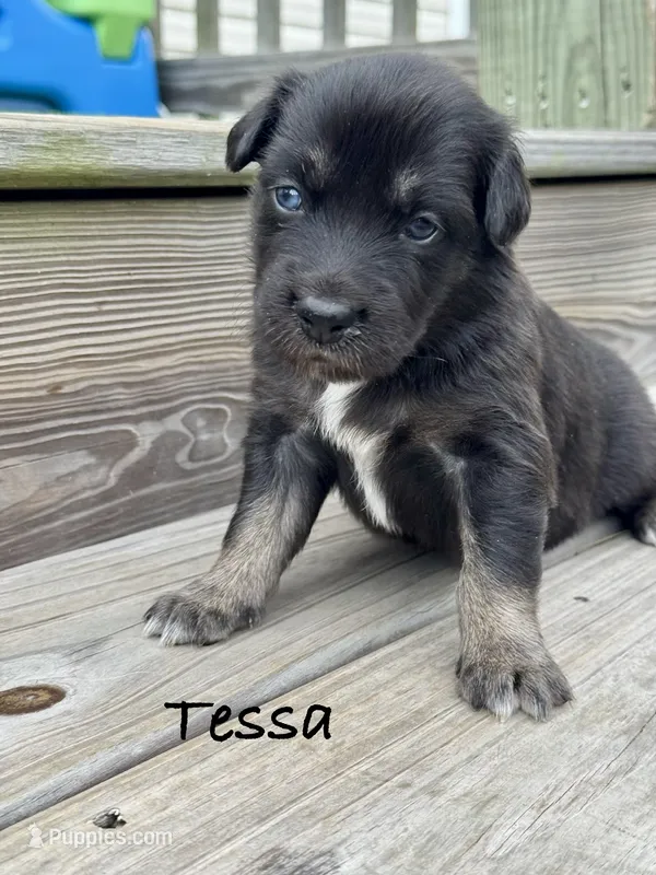 Tessa – Australian Shepherd puppy for sale in Fork, SC