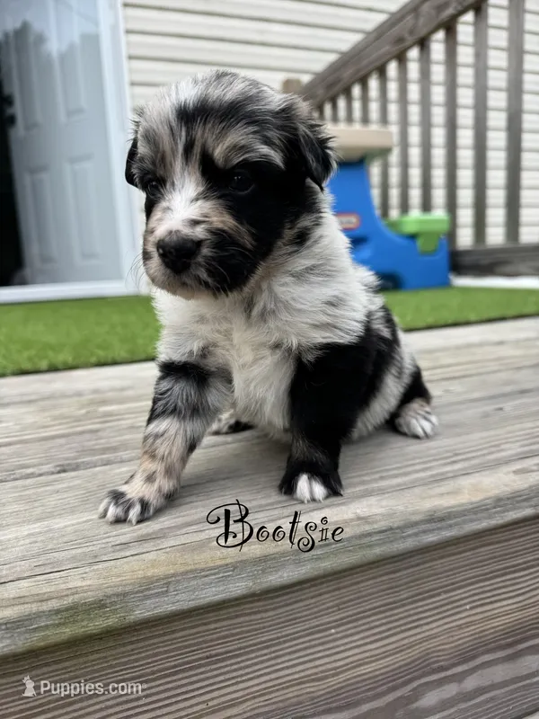 Bootsie – Australian Shepherd puppy for sale in Fork, SC