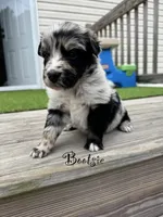 Bootsie, a female Australian Shepherd for sale in Fork, SC – 1 of 4