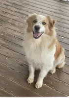 Miles, a male Australian Shepherd for sale in Fork, SC – Photo 8 of 10