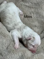 Miles, a male Australian Shepherd for sale in Fork, SC – Photo 4 of 10